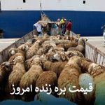 قیمت دام زنده