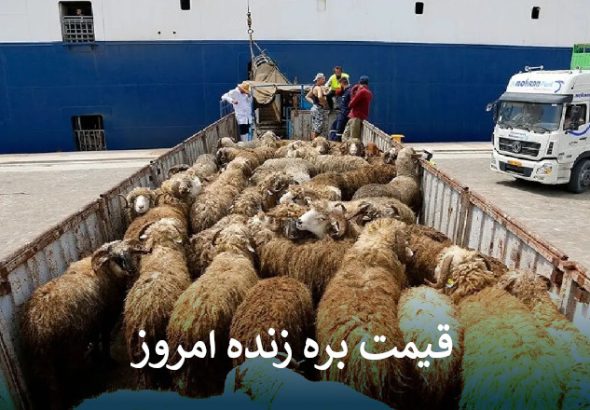 قیمت دام زنده