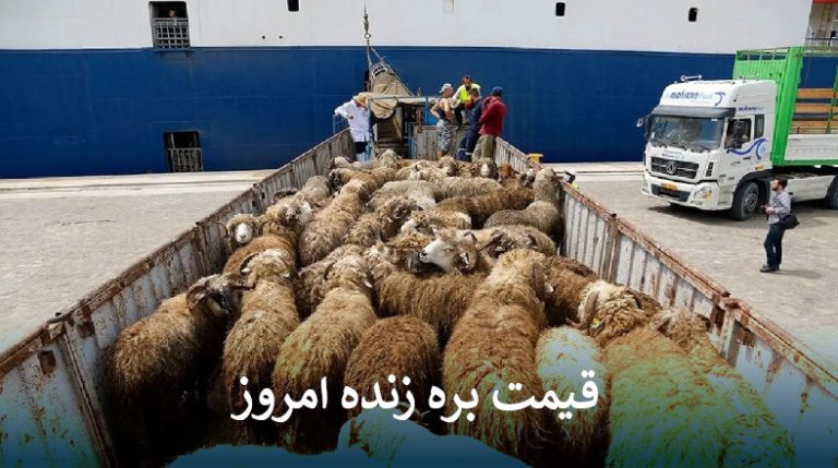 قیمت دام زنده